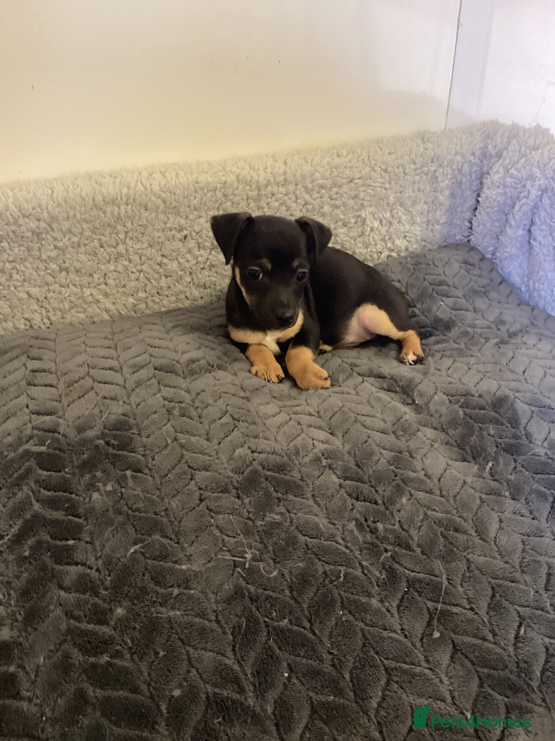 Jack Russell dogs for sale: Jack Russell puppies  - Image 15