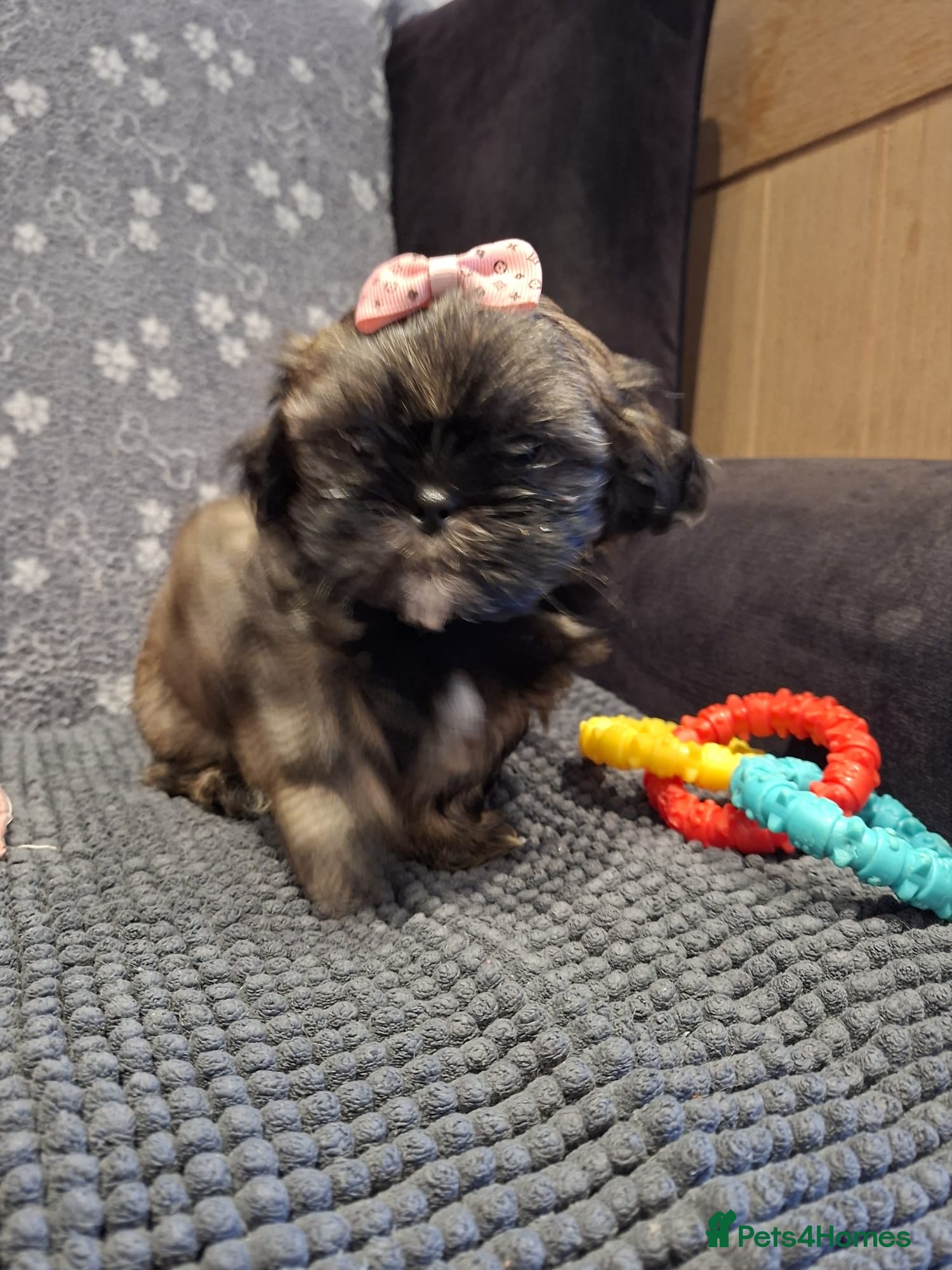 Shih Tzu dogs Last one - Shih Tzu Puppy girl ready now - Advert 2