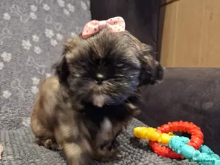 Shih Tzu dogs Last one - Shih Tzu Puppy girl ready now - Advert 2