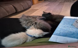 Siberian cats for sale: 5 stunning Siberian dolls! - Advert 5