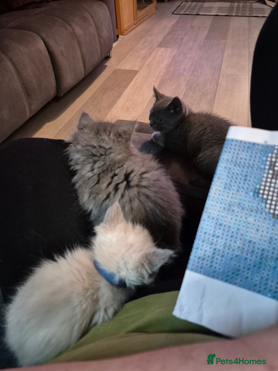 Siberian cats for sale: 5 stunning Siberian dolls! - Advert 5