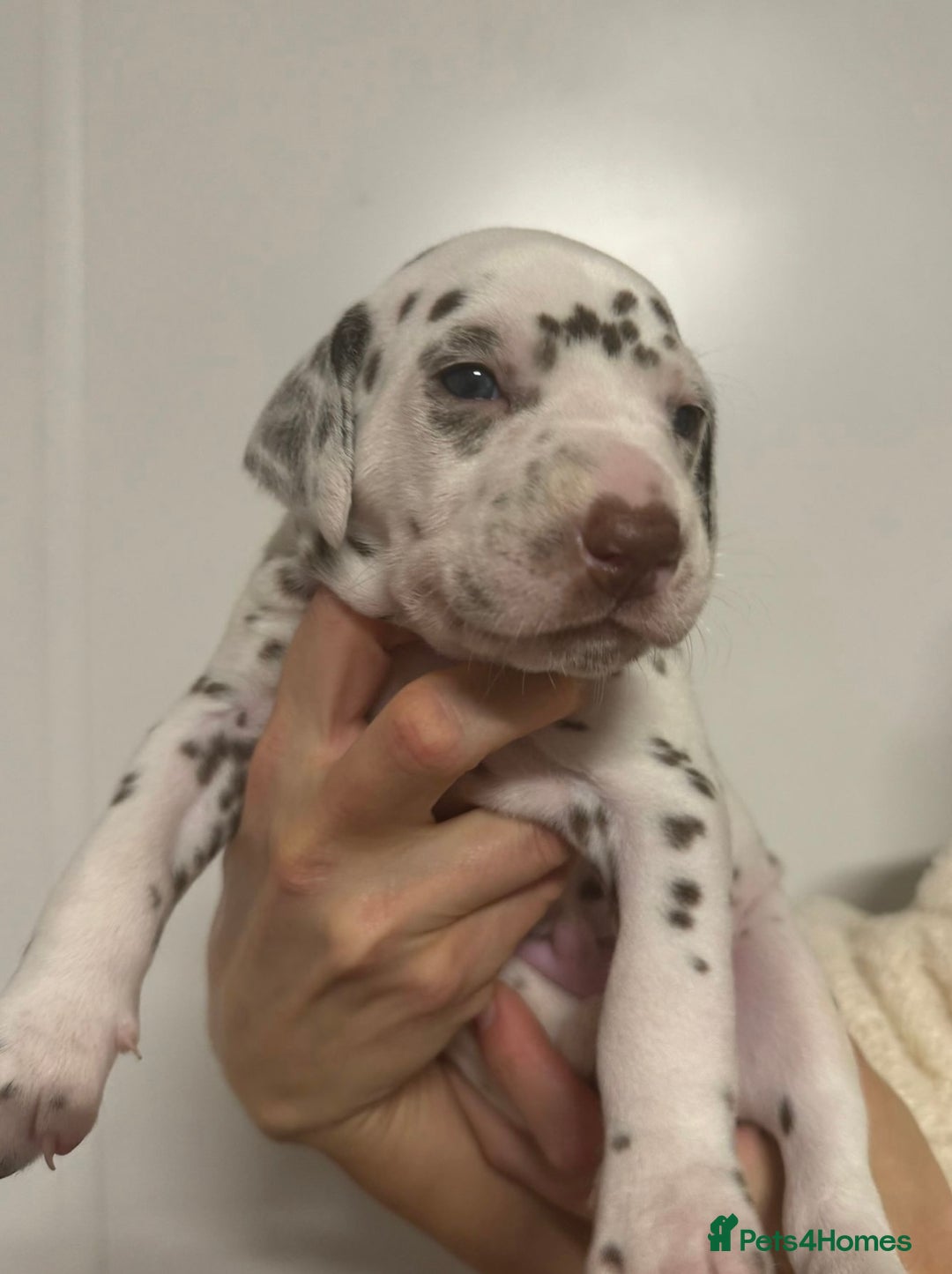 Dalmatian dogs for sale: Liver spotted Dalmatians  - Advert 2