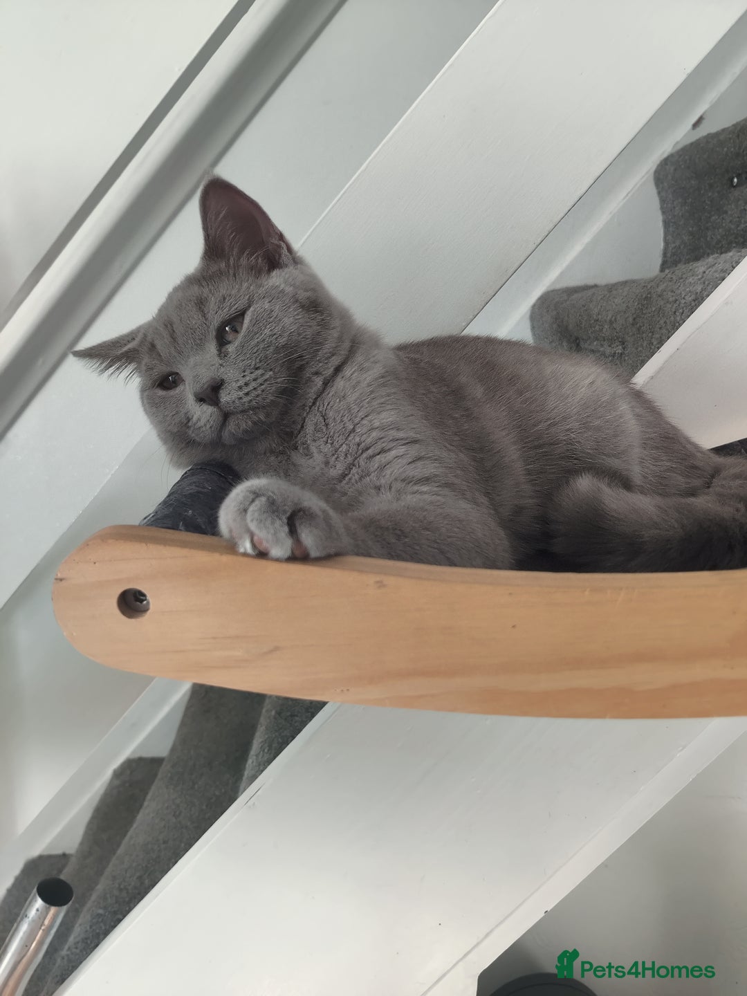 Scottish Fold cats for sale: Scottish straight boys for sale  - Advert 6