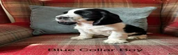 Cocker Spaniel dogs for sale: KC reg, health tested, show type cocker spaniels  - Advert 12