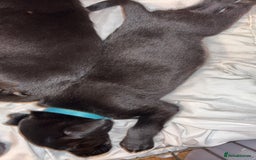 Labrador Retriever dogs for sale: Black Labrador puppies READY TO GO! - Image 7
