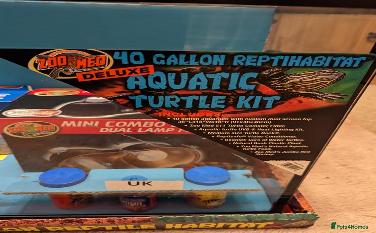 Turtle reptiles - Advert 13