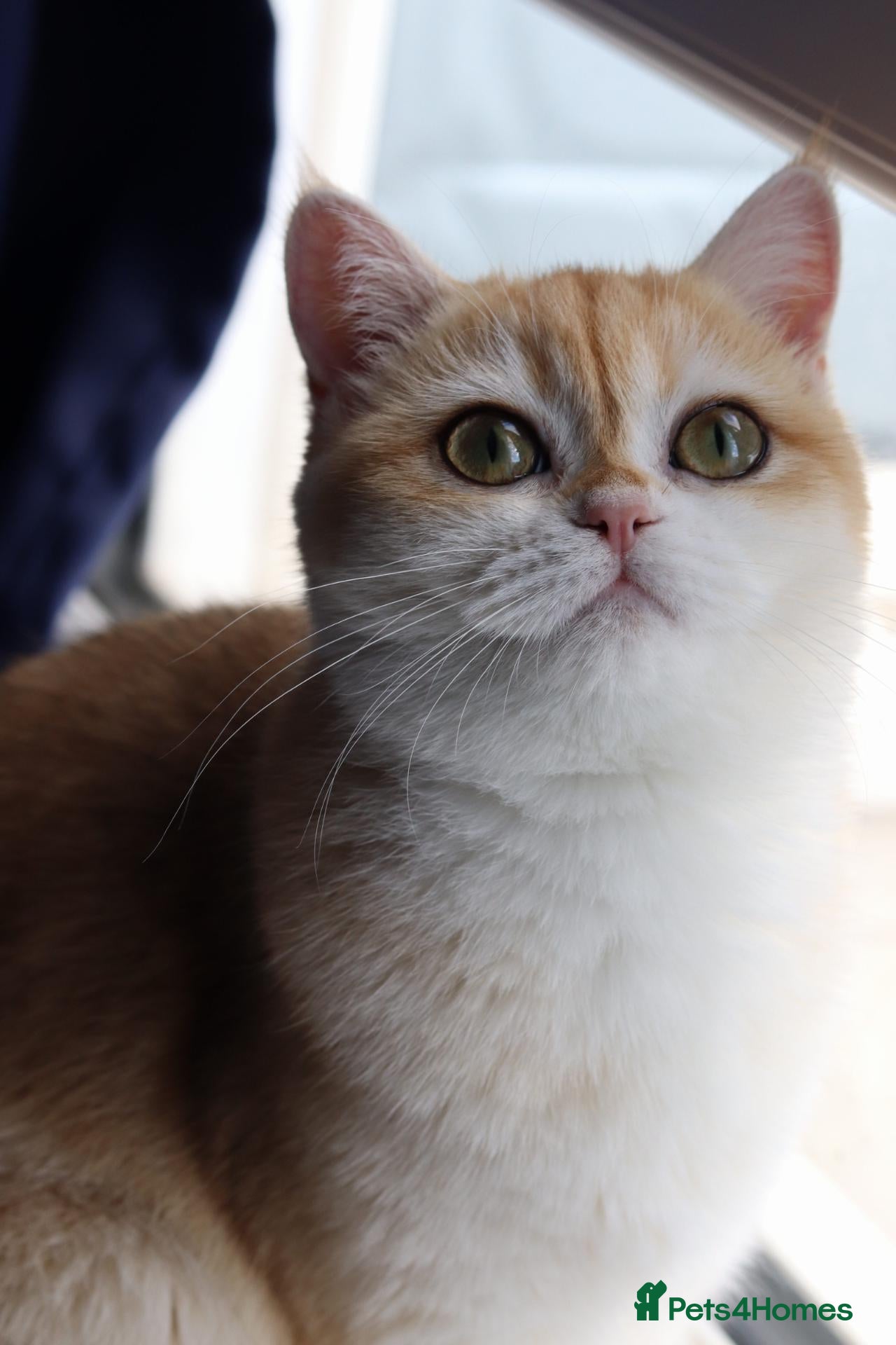 British Shorthair cats GCCF/TICA Active Ny12 BRITISH SHORTHAIR FEMALE ✨ - Advert 2