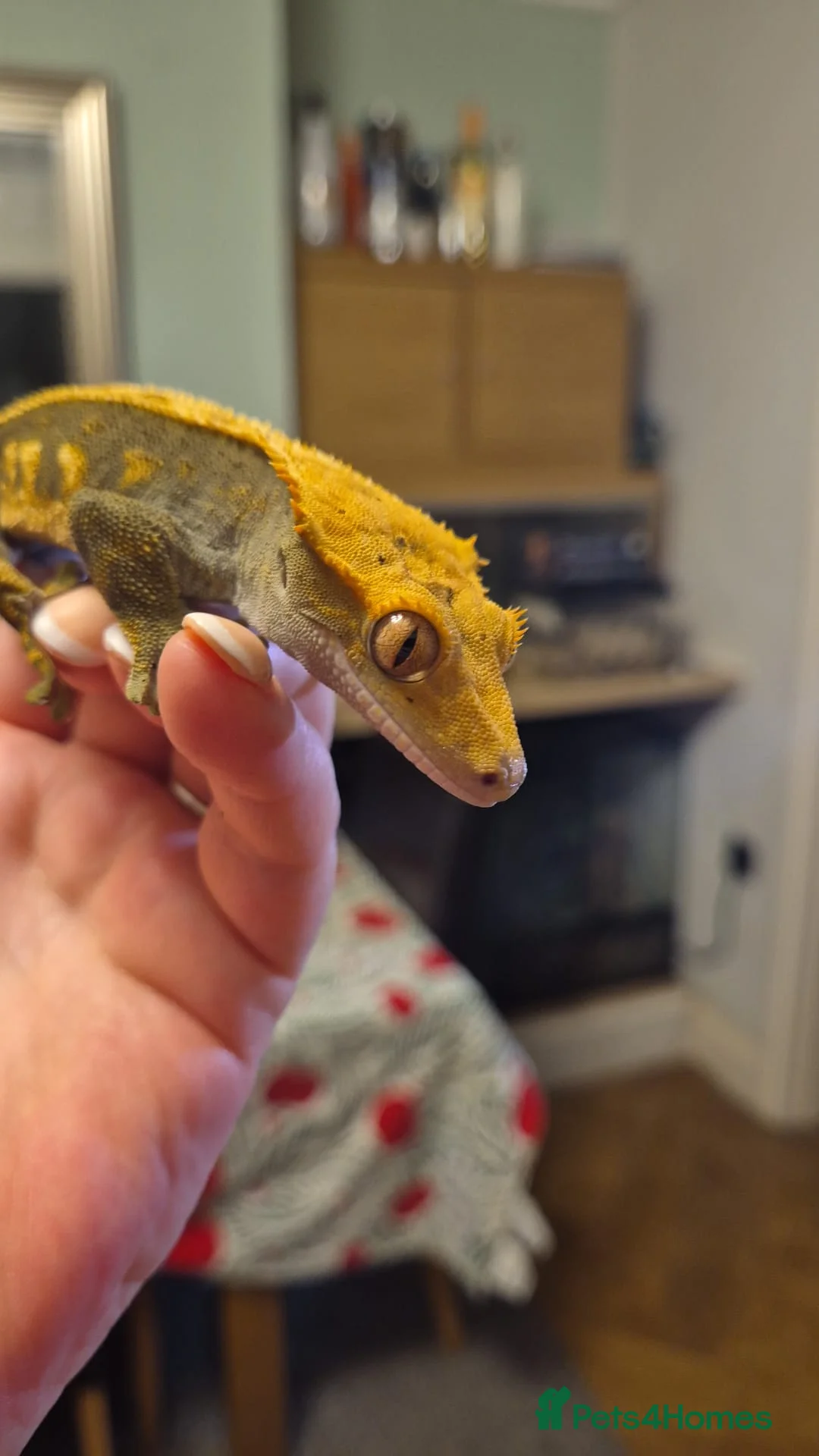 Gecko reptiles for sale: Dark Based Extreme Harlequin Full Pin - Advert 4
