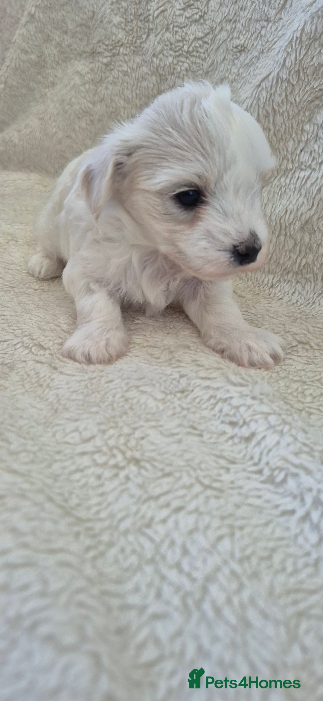 Maltese dogs for sale: Mr, mrs - Image 4