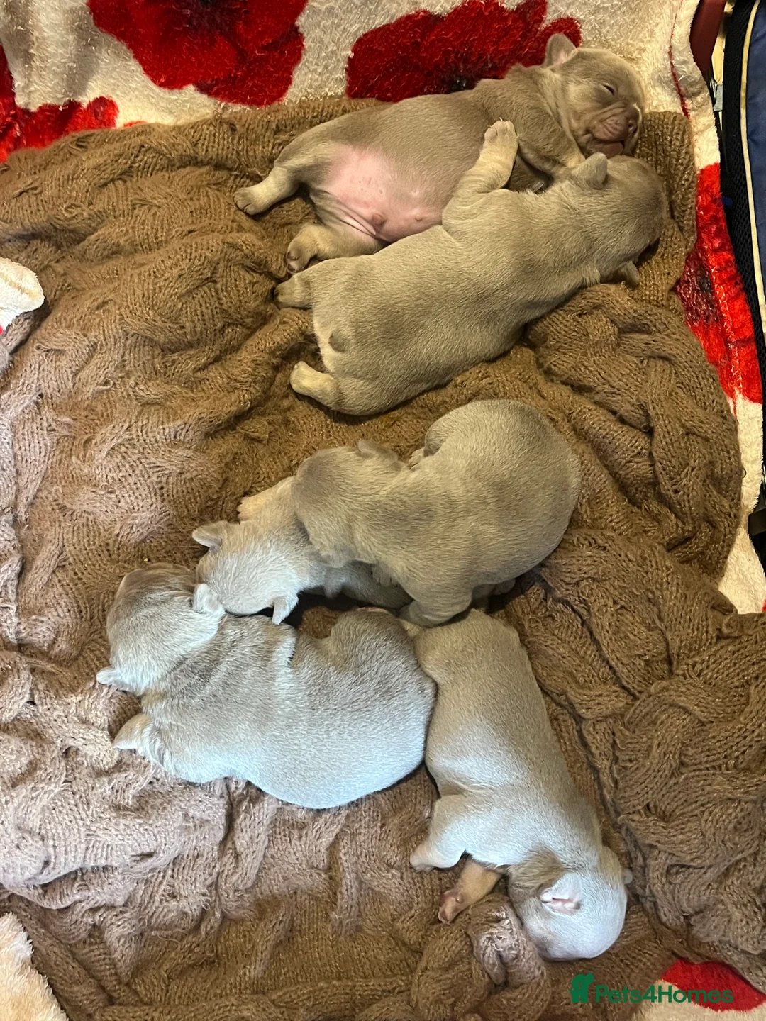 French Bulldog dogs for sale: French bulldog  in London - Advert 2