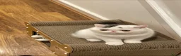 Exotic cats for sale: Gorgeous GCCF reg. Exotic kittens - Advert 2