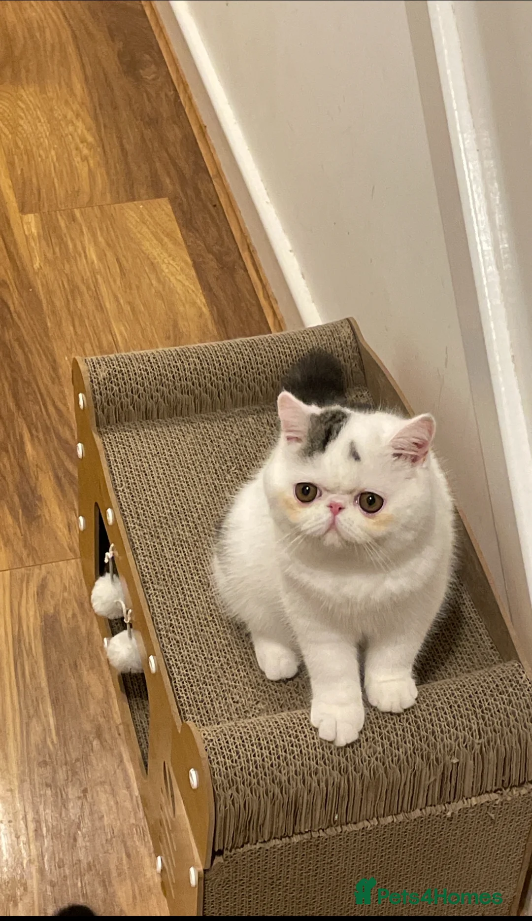 Exotic cats for sale: Gorgeous GCCF reg. Exotic kittens - Advert 2