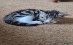 Mixed Breed cats for sale: Tabby male kitten - Image 1