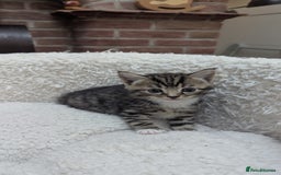 European cats for sale: 5 European shorthair kittens  - Image 19