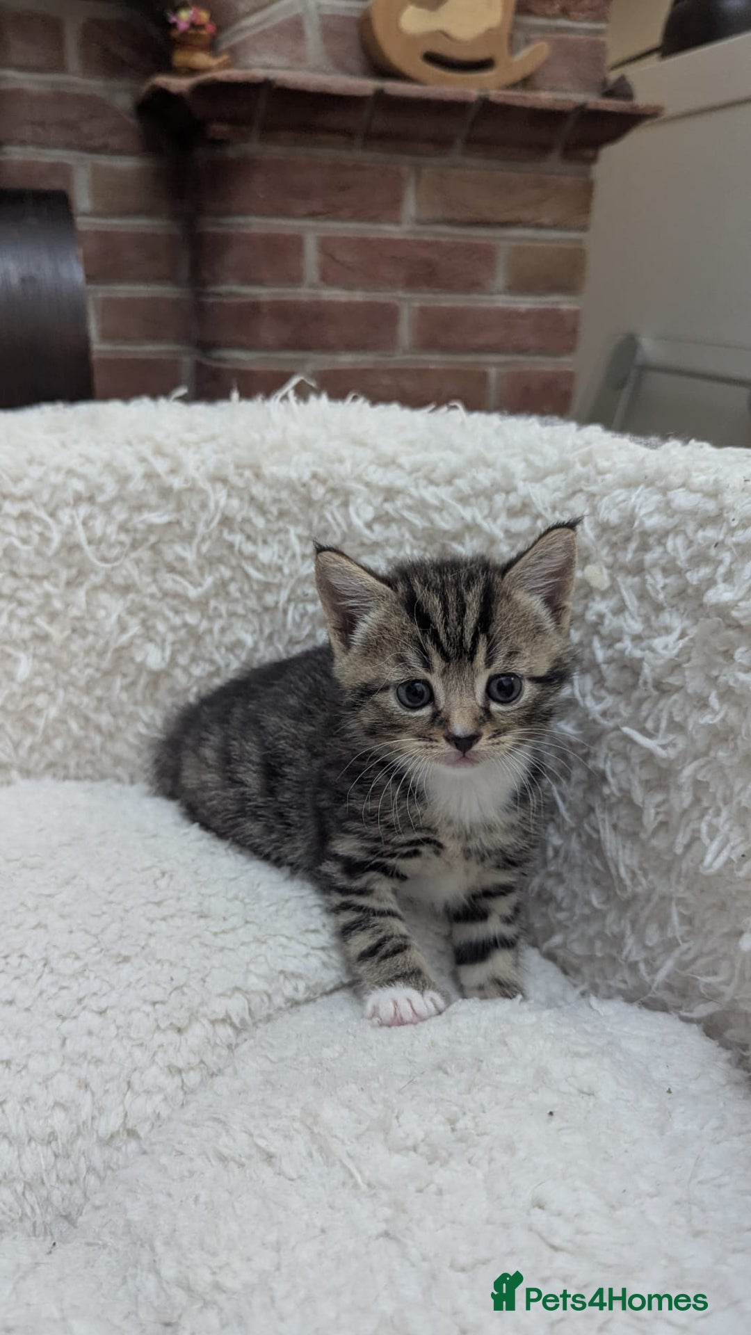 European cats for sale: 5 European shorthair kittens  - Image 19