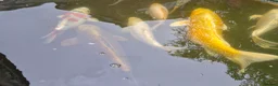 Koi Carp fish for sale: Various Koi Carp & Gold fish for sale in Leicester - Advert 3