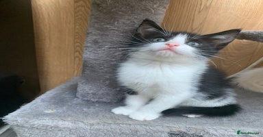 Mixed Breed cats - Advert 15