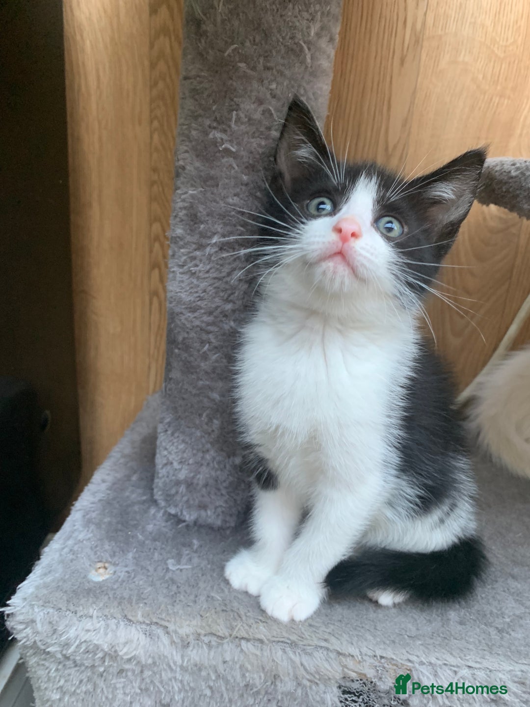 Mixed Breed cats for sale: Last two cuddly kittens - Image 3