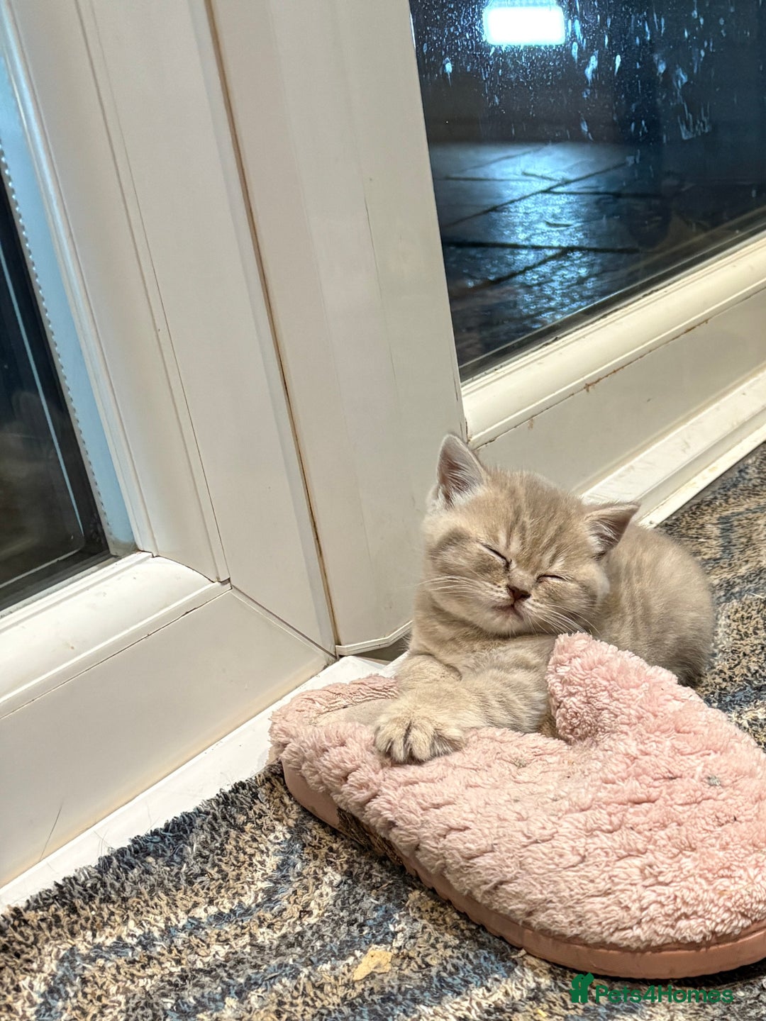 British Shorthair cats for sale: Beautiful British shorthair female  - Advert 10