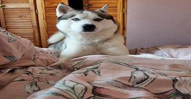 Siberian Husky dogs - Advert 2