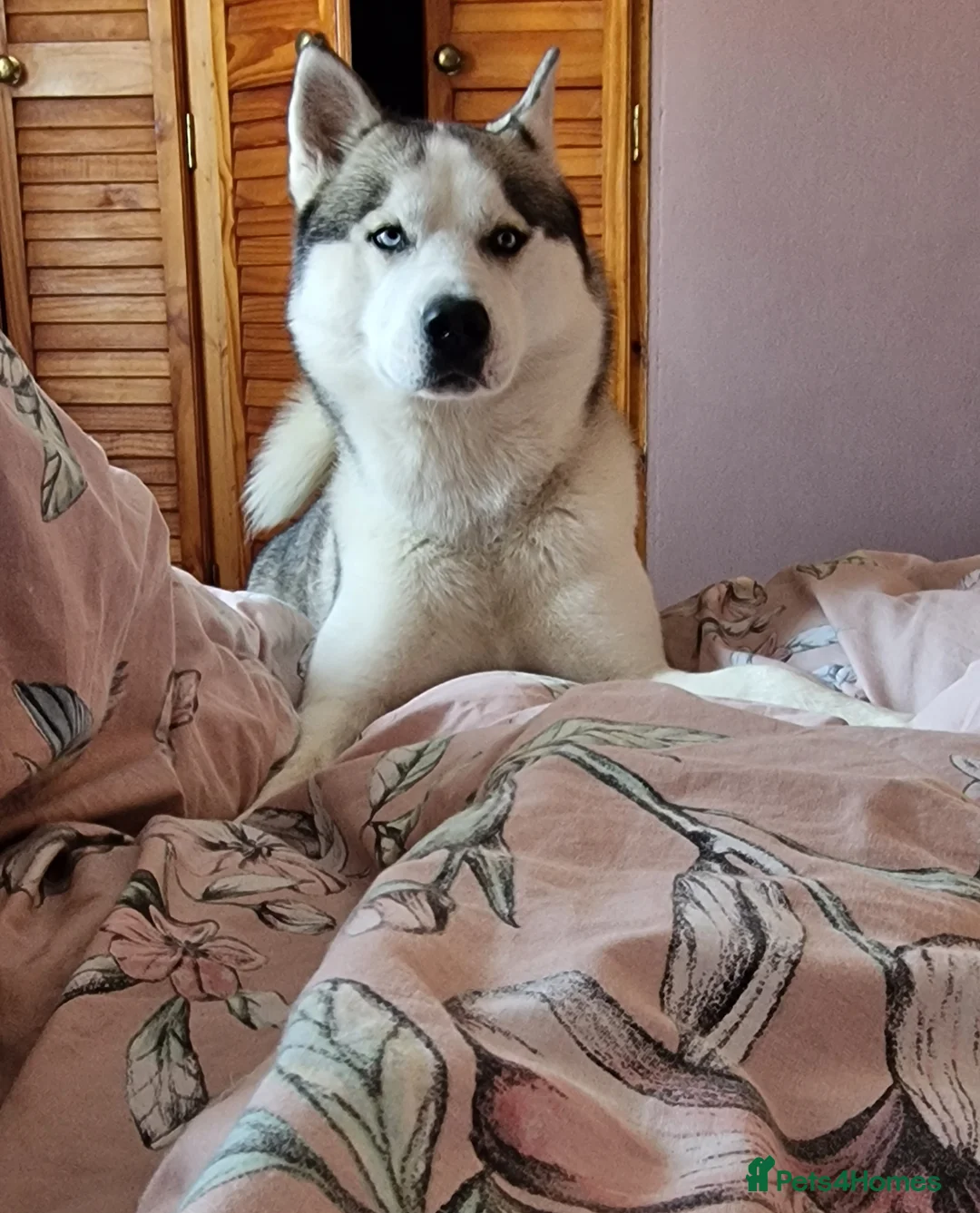 Siberian Husky dogs for stud: Siberian Husky (Bim) for stud. - Advert 2