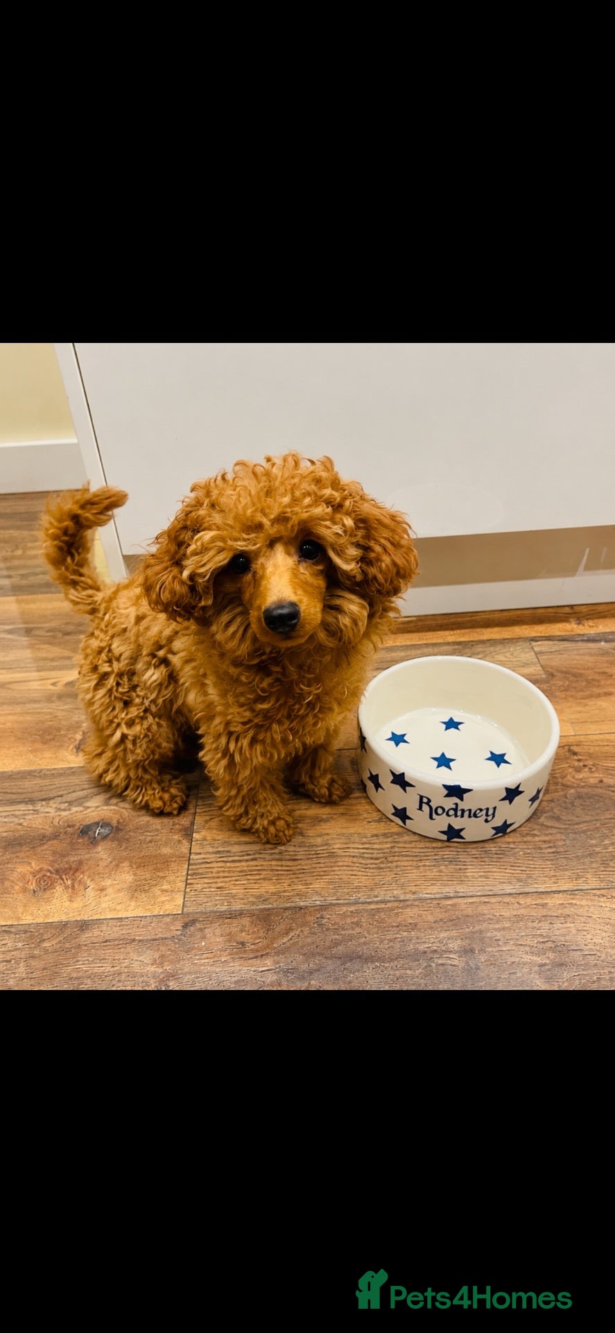 Toy Poodle dogs Toy Poodle For Stud - Advert 2