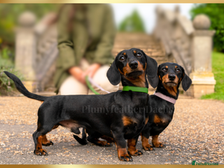 Dachshund dogs in Tunbridge Wells - Advert 1
