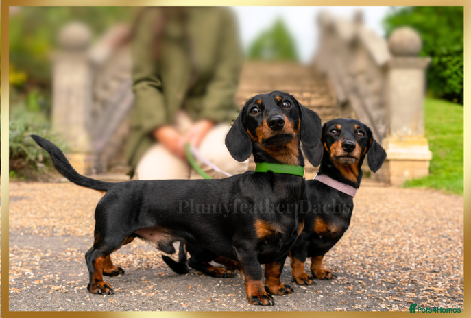 Dachshund dogs in Tunbridge Wells - Advert 1