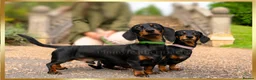 Dachshund dogs for stud: Champion Sired 4kg - IVDD Screened & PRA Clear in Tunbridge Wells - Advert 8