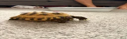 Tortoise reptiles for sale: Horsefield tortoise  - Advert 2