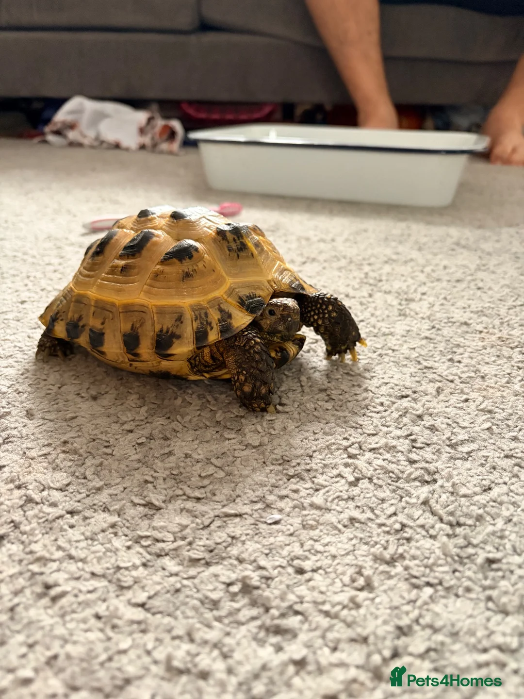 Tortoise reptiles for sale: Horsefield tortoise  - Advert 2