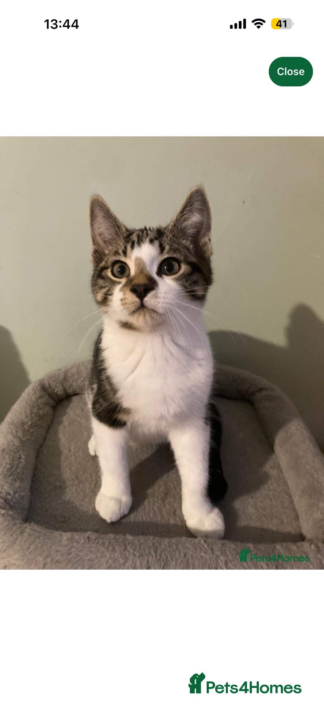 Domestic Shorthair cats for sale: 2 kittens  - Advert 2