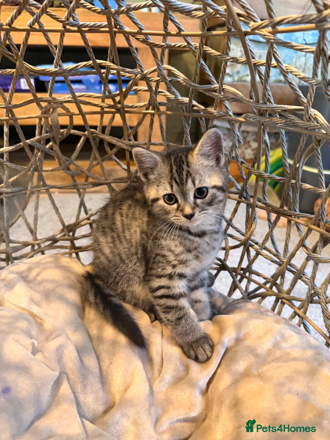 British Shorthair cats for sale: British Shorthair cross kittens - Advert 7
