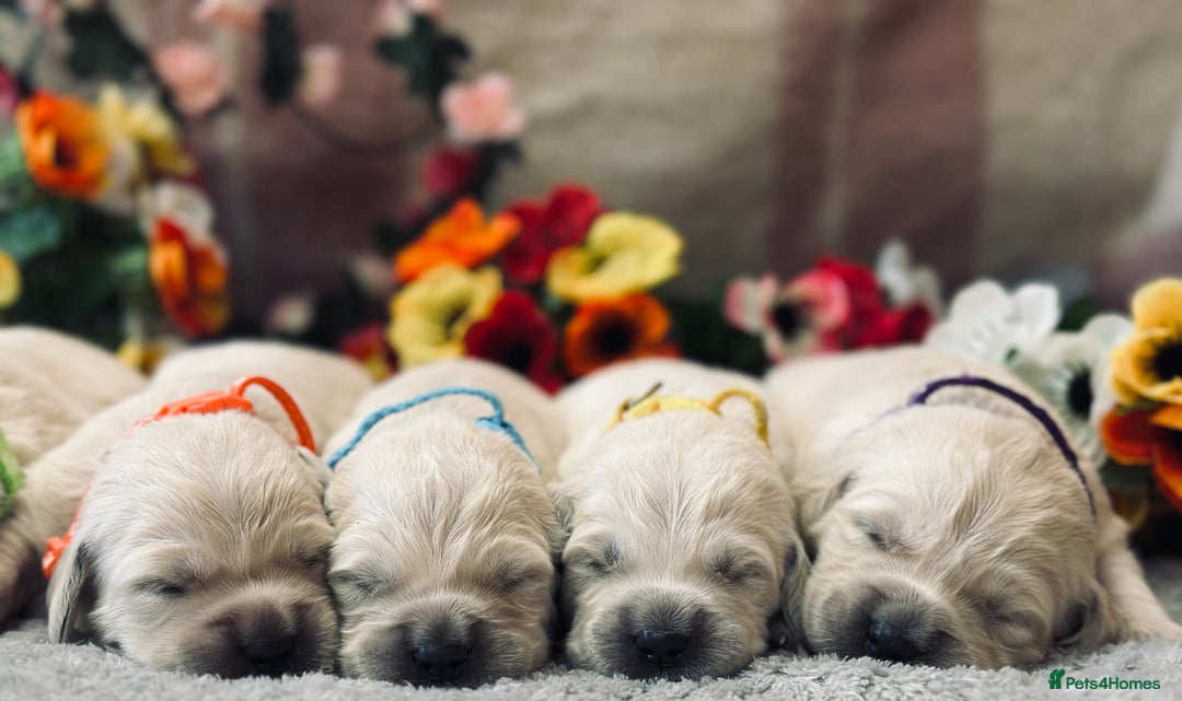 Golden Retriever dogs for sale: Fully health tested clear golden retriever puppies - Image 18