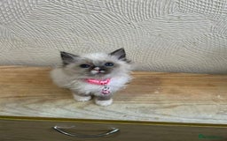 Ragdoll cats for sale: Finding new homes for 6 ragdoll kittens - Image 2