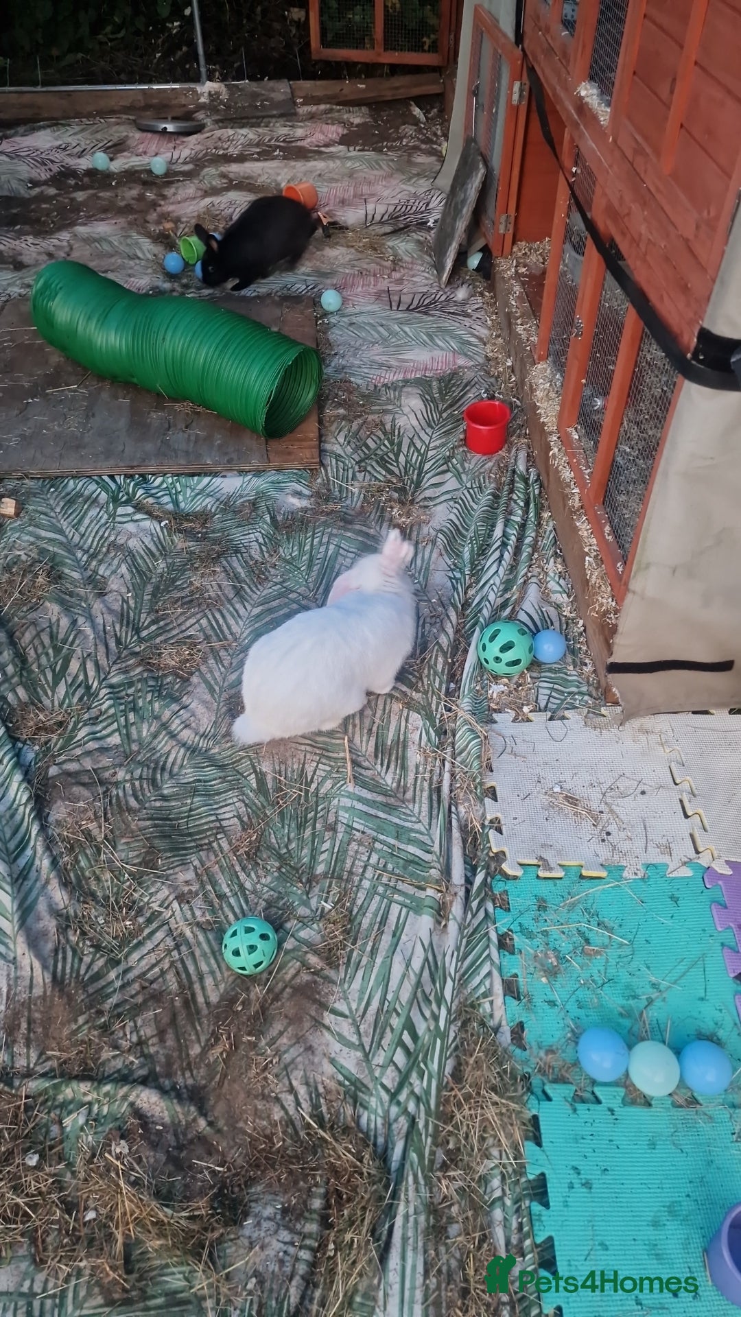 Mixed Breed rabbits for sale: Lucky  - Image 3