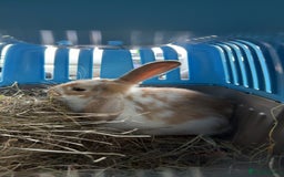 Mini Lop rabbits for sale: mini lop for sale £50 comes with cage food hay ono - Image 3