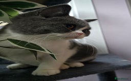 British Shorthair cats for sale: Beautiful British Shorthair female 🥰 - Image 2