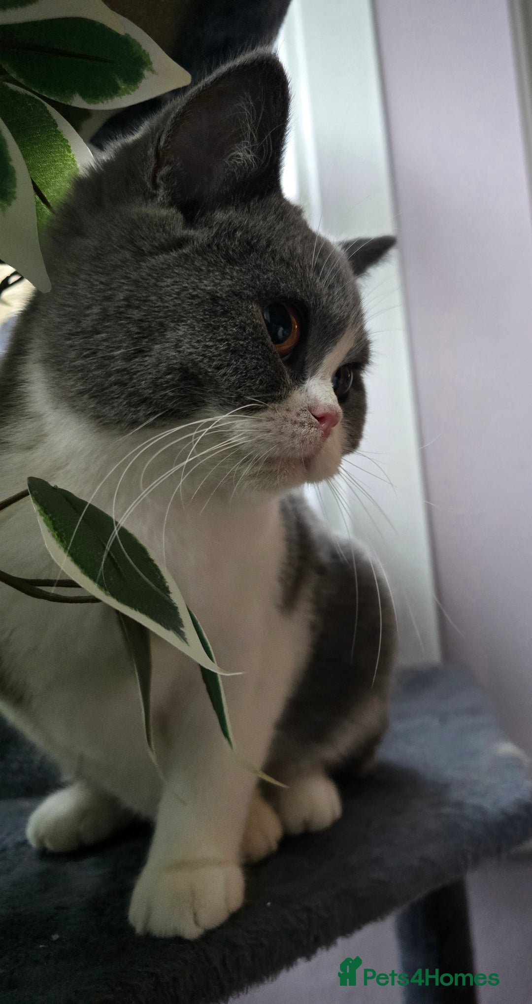 British Shorthair cats for sale: Beautiful British Shorthair female 🥰 - Image 2
