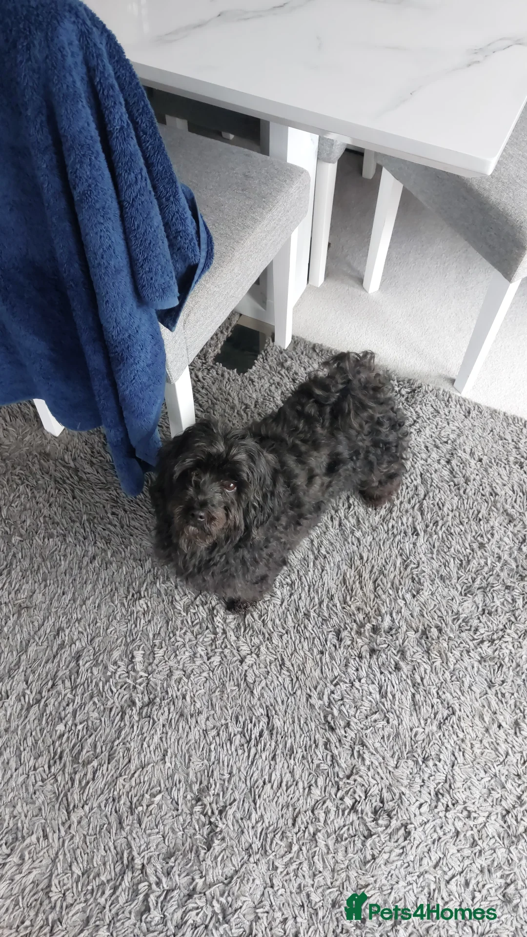 Maltipoo dogs for sale: Maltipoo  - Advert 1