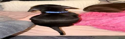 Dachshund dogs for sale:  DACHSHUND PUPPIES!! BEAUTIFUL AND HEALTHY - Advert 10