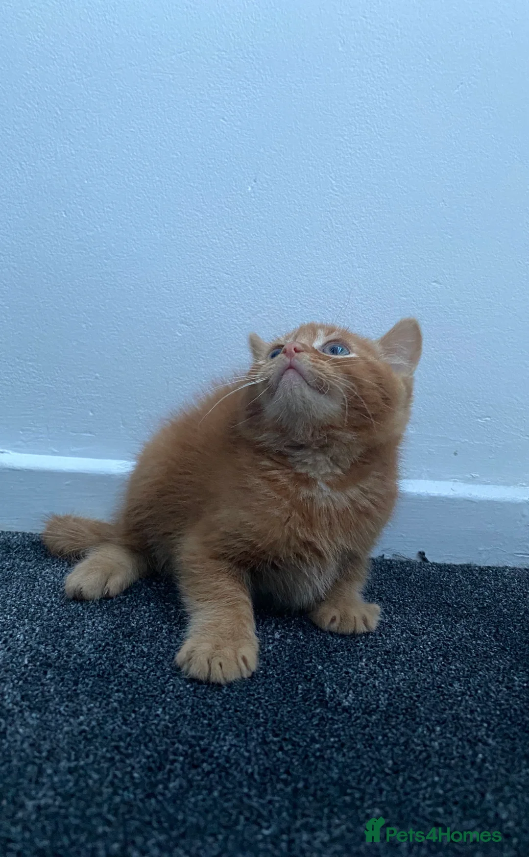 Mixed Breed cats for sale: Fluffy ginger kitten awaiting forever home🏡 - Advert 9