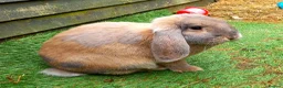 French Lop rabbits for sale: Beautiful female French Lop - Advert 8