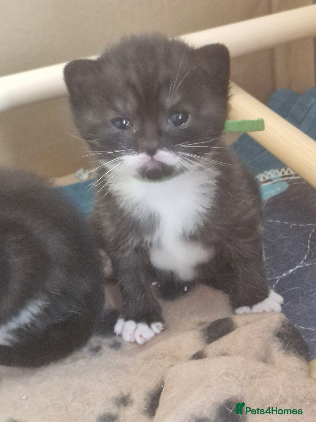 British Shorthair cats for sale: British Shorthair Mix Kittens  - Image 14