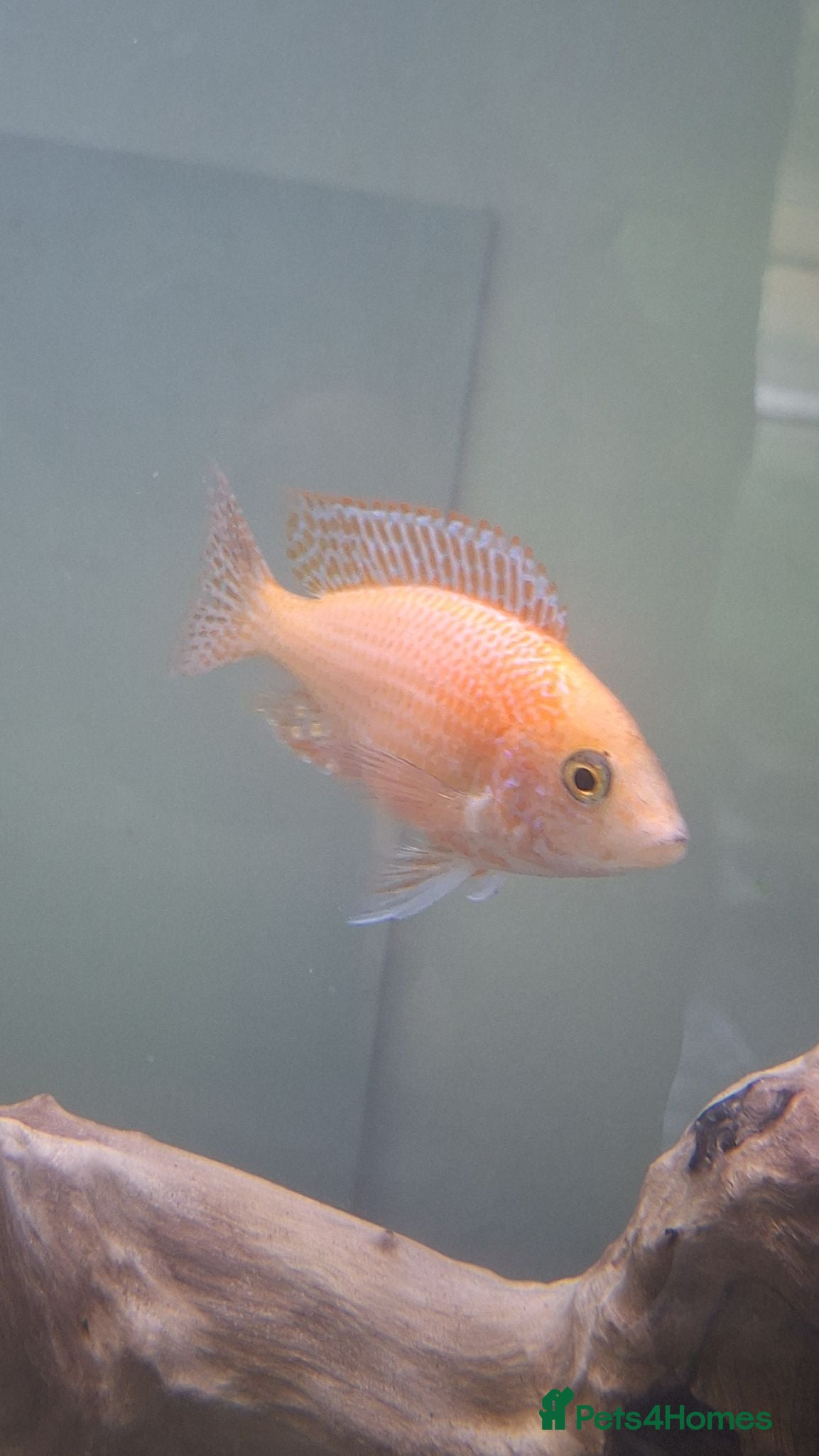 Other/Mixed Breed fish Various Fish For Sale. List&price in description. - Advert 3