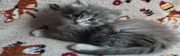 Norwegian Forest Cat cats for sale: Beautiful pedigree Norwegian Forest kittens  - Advert 9