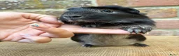 Guinea Pig rodents for sale: Handsome boars  - Advert 4