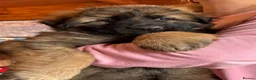 German Shepherd dogs for sale: Stunning Pedigree German Shepherd Puppies - Advert 3