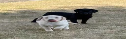 Labrador Retriever dogs for sale: Beautiful Labrador puppies  - Advert 11