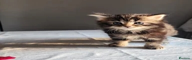 Persian 4